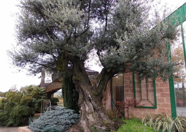 Galería de imágenes Viveros Ortiz Laina 1