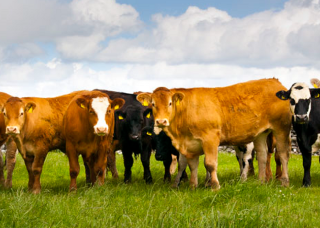 Galería de imágenes LA QUINTA DE CIRIZA 1