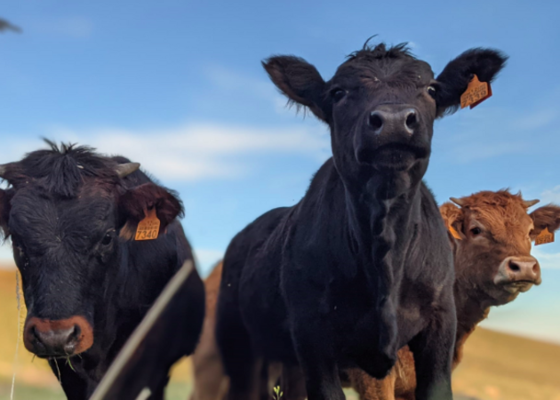 Galería de imágenes BOVITECNIA 1
