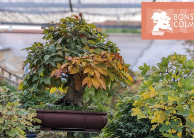 Galería de imágenes CENTRO BONSÁI COLMENAR 1