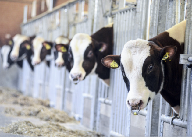 Galería de imágenes CRV GENETICS ESPAÑA 1