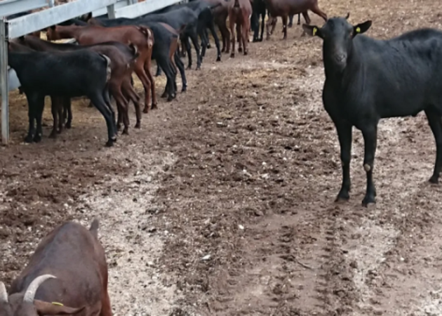 Galería de imágenes SUERTE AMPANERA 2