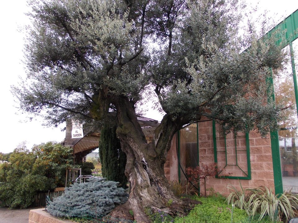 Foto de portada Viveros Ortiz Laina