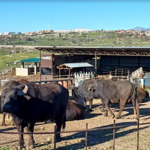 Foto de portada FINCAS HOYAS DE SANTA ANA