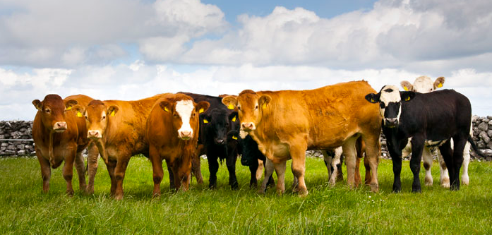 Foto de portada LA QUINTA DE CIRIZA