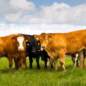 Foto de portada LA QUINTA DE CIRIZA