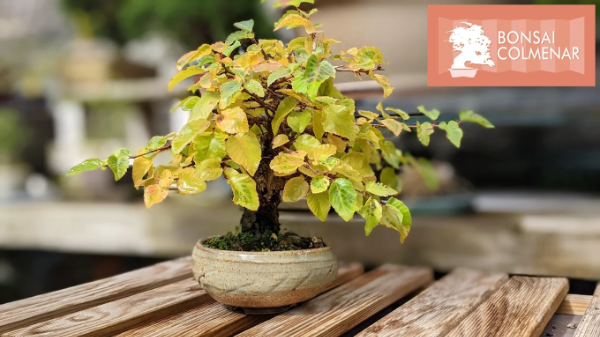 Foto de portada CENTRO BONSÁI COLMENAR