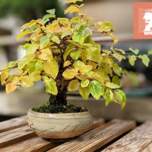 Foto de portada CENTRO BONSÁI COLMENAR