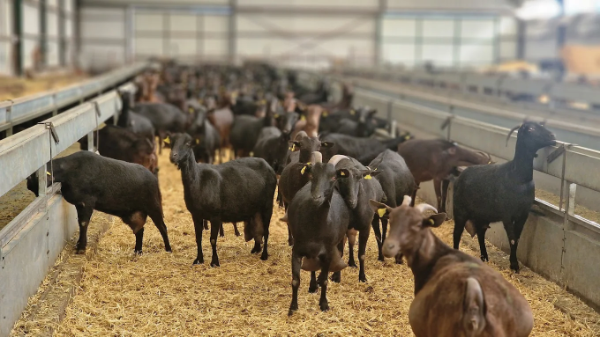 Foto de portada SUERTE AMPANERA