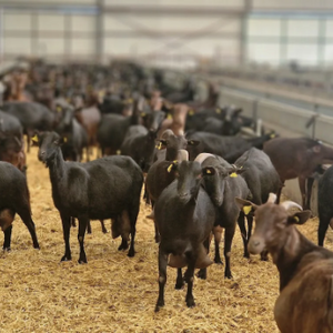 Foto de portada SUERTE AMPANERA